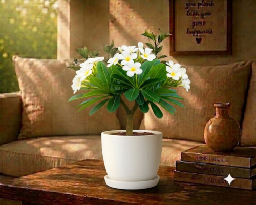 SBL - PLUMERIA